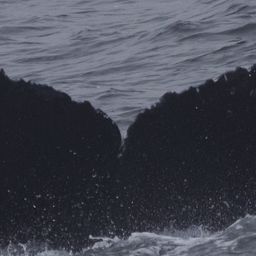 Fluke of CRC-22582
