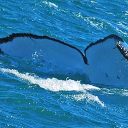 Fluke of ECWWC-BB09027