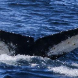 Fluke of 120336