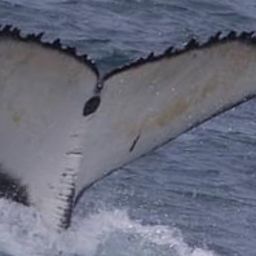 Fluke of 2023-2024 calf of CRC-15120