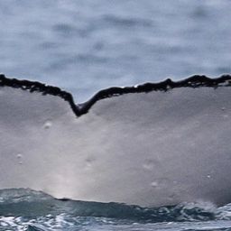 Fluke of ECWWC-BB11032
