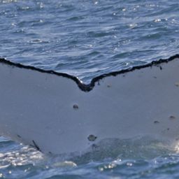 Fluke of ECWWC-BB11114