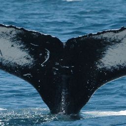Fluke of ECWWC-BB11036