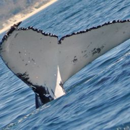 Fluke of ECWWC-BB11108