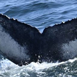 Fluke of GOM-Scylla_24_calf