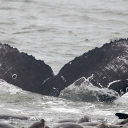 Fluke of CRC-16736