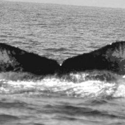 Fluke of CRC-10126