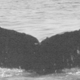 Fluke of CRC-10216