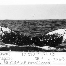 Fluke of CRC-10418