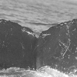 Fluke of CRC-10429