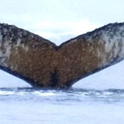 Fluke of HW-MN1300377