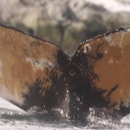 Fluke of NASC-Mn23_074_1_VER