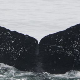 Fluke of CRC-12154