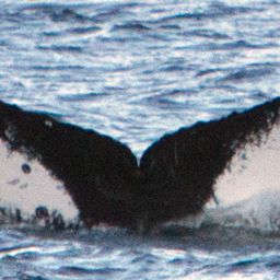 Fluke of Footprints