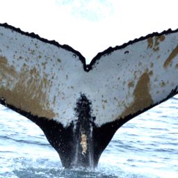 Fluke of NASC-Mn23_078_1_VER