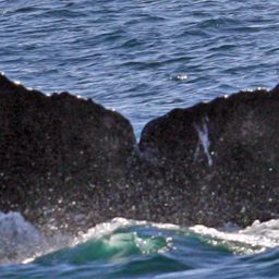 Fluke of CRC-11786