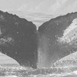 Fluke of CRC-12061