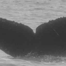 Fluke of CRC-12101