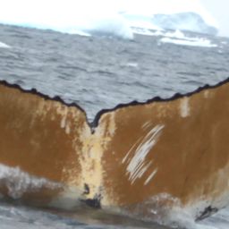 Fluke of NASC-Mn_24_068E_VER