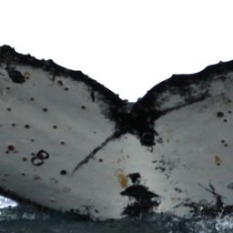 Fluke of NASC-Mn_24_069C_VER
