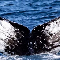 Fluke of Ulli