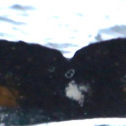 Fluke of NASC-Mn24_012_3_VER