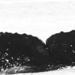 Fluke of CRC-12362