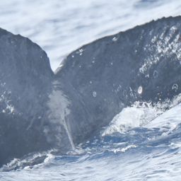 Fluke of HI24_0051