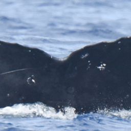Fluke of HI24_0048