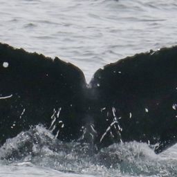 Fluke of CRC-22013