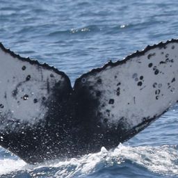 Fluke of CRC-22010