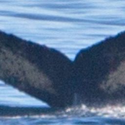 Fluke of HW-MN1300398