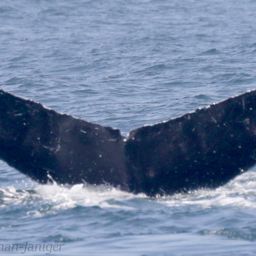 Fluke of CRC-11730