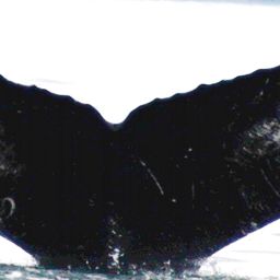 Fluke of Mahi