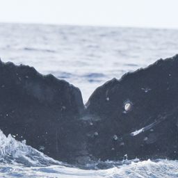 Fluke of HI24_0114