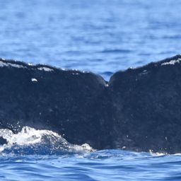 Fluke of HI24_0125