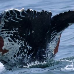 Fluke of Rocky