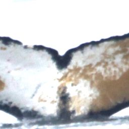 Fluke of NASC-Mn24_055_1_VER