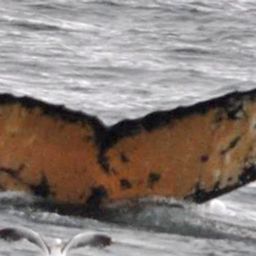 Fluke of HW-MN1300529