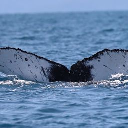 Fluke of PWF-SP_8573