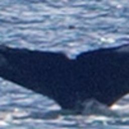 Fluke of HW-MN1300548