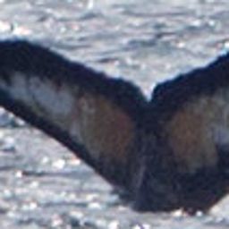 Fluke of HW-MN1300550