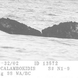 Fluke of CRC-13572