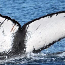 Fluke of CRC-16893