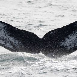 Fluke of CRC-16481