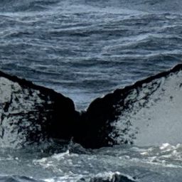 Fluke of NA-11868