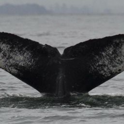 Fluke of CRC-16457
