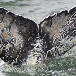 Fluke of 2023-2024 calf of HW-MN0503411