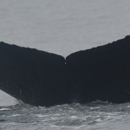 Fluke of Oumuamua