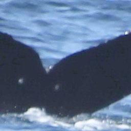 Fluke of CRC-22024
